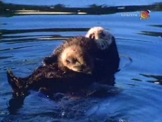 bbc one with nature 58 sea otters - shellfish exterminators