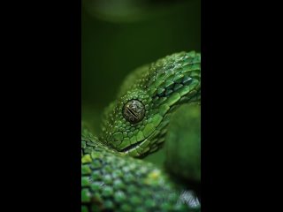 video by who's the good scaly