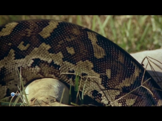 bbc "the amazing world of animals (07). snakes" (cognitive, nature, 2014)